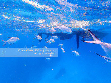 CROISIERE AUX ILES SEYCHELLES