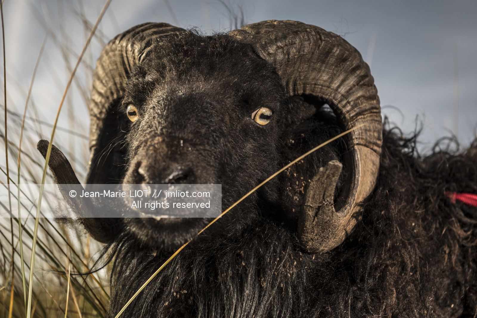 ERIC PERON - WILD LIFE