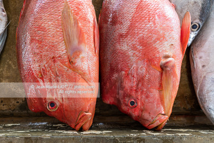 CROISIERE AUX ILES SEYCHELLES