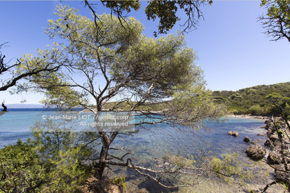 Aout 2015 mouillage à Porquerolles, découverte de l'île..Photos © JEAN-MARIE LIOT - www.jmliot.com