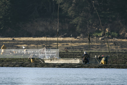 Ostreiculture dans les parcs à huitres du Golfe de Neptune. .photo © JEAN-MARIE LIOT.