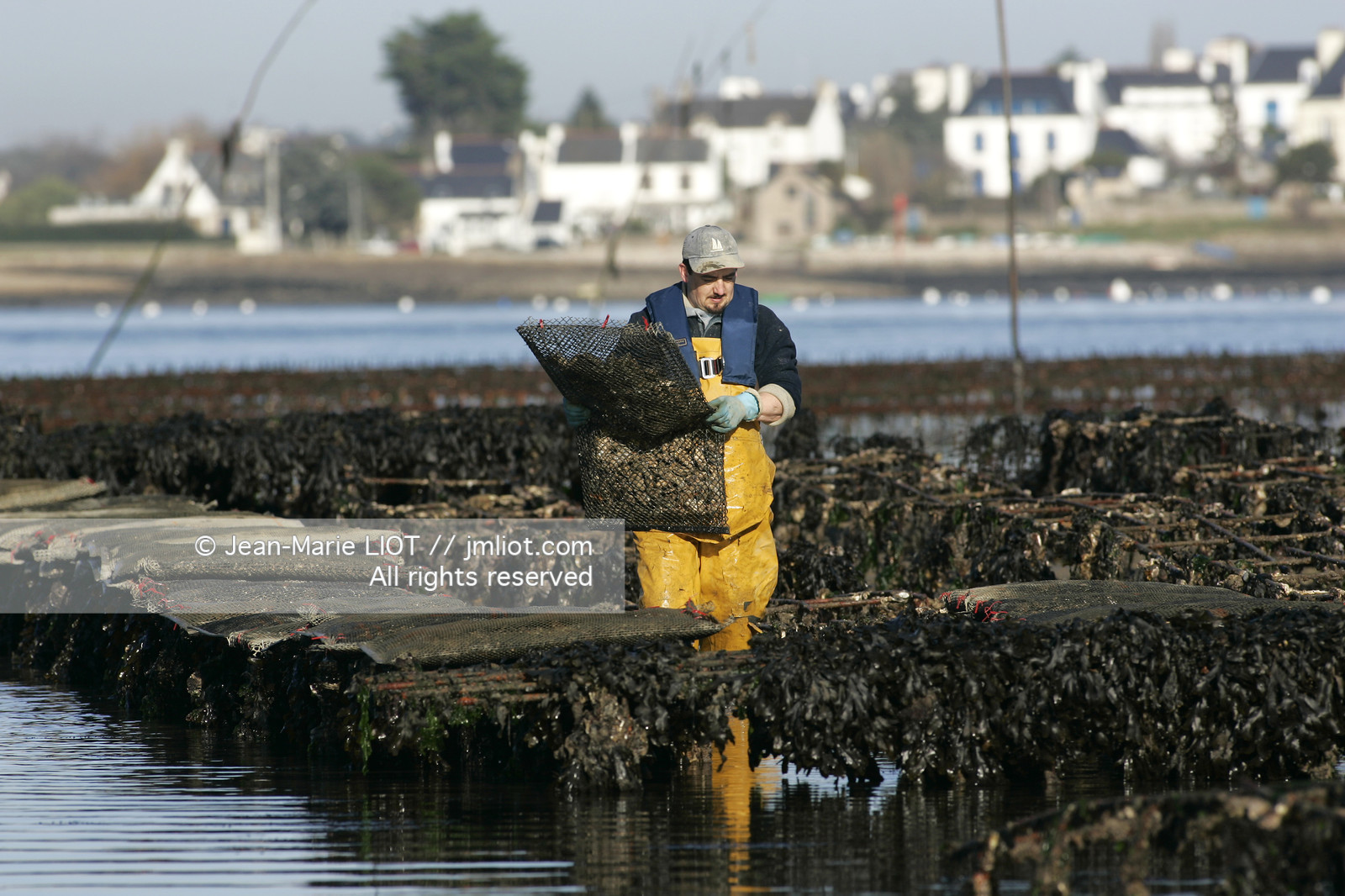 Ostreiculture dans les parcs à huitres du Golfe de Neptune. .photo © JEAN-MARIE LIOT.