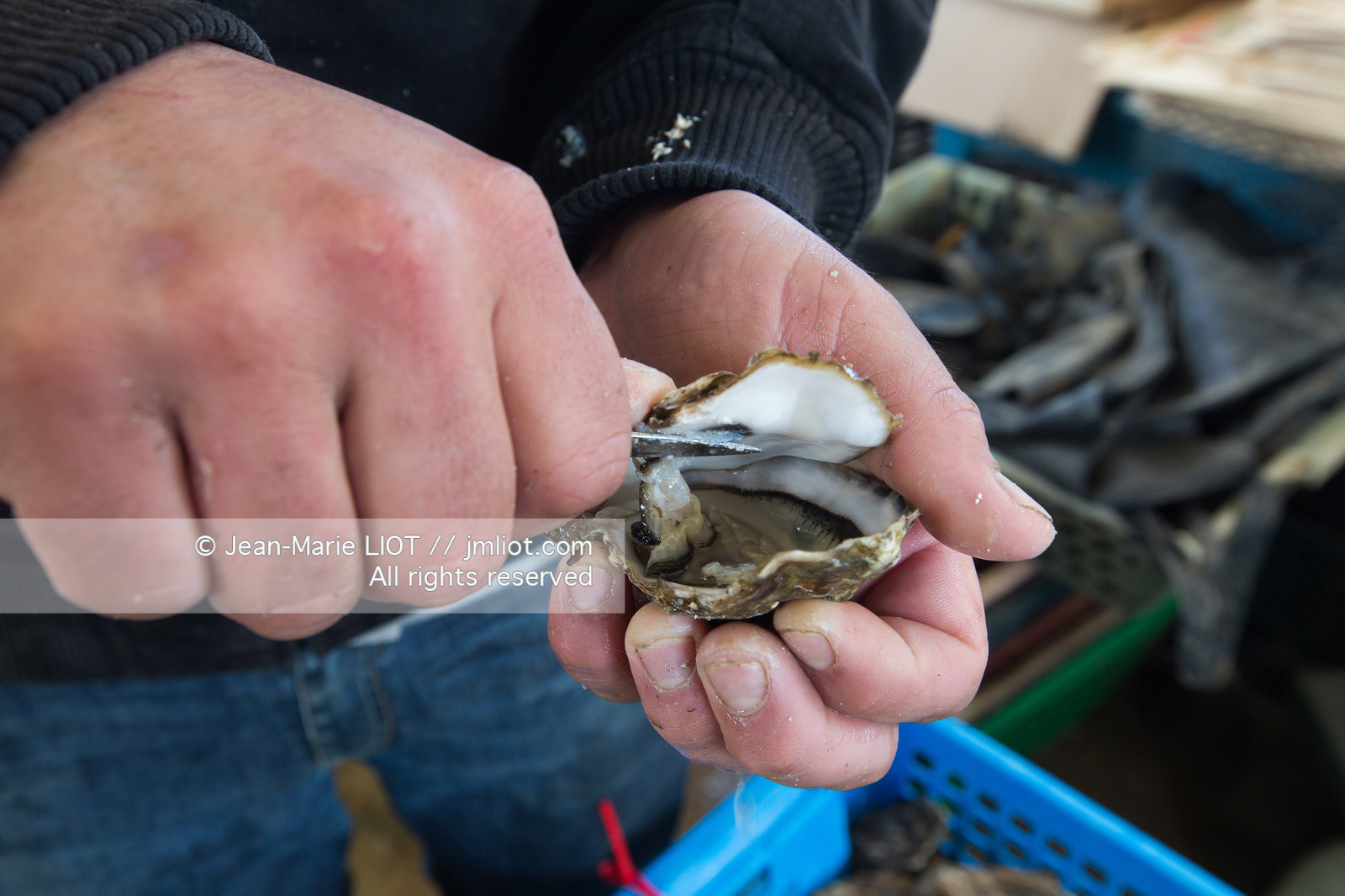 VOILES ET VOILIERS 2016 - LES FORTS DE CHARENTE, BAIE DE LA ROCHELLE EN BIHAN 650