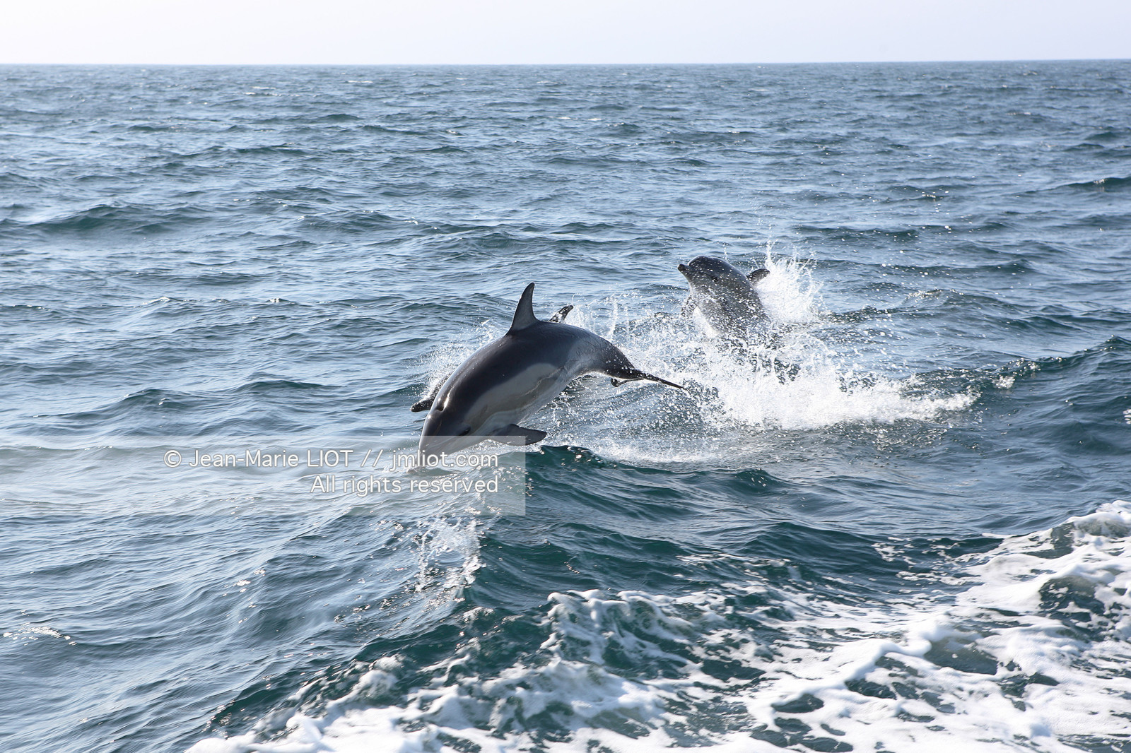 FAUNE ET FLORE - DAUPHINS