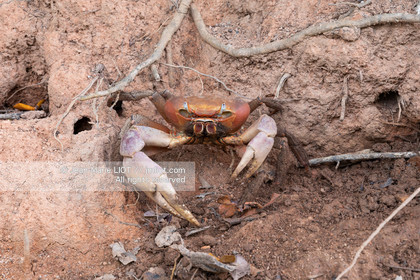 CROISIERE AUX ILES SEYCHELLES