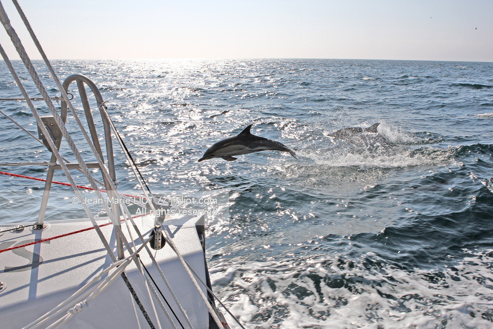FAUNE ET FLORE - DAUPHINS
