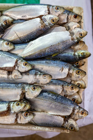 SALVADOR DE BAHIA-FOIRE DE SAO JOAQUIM