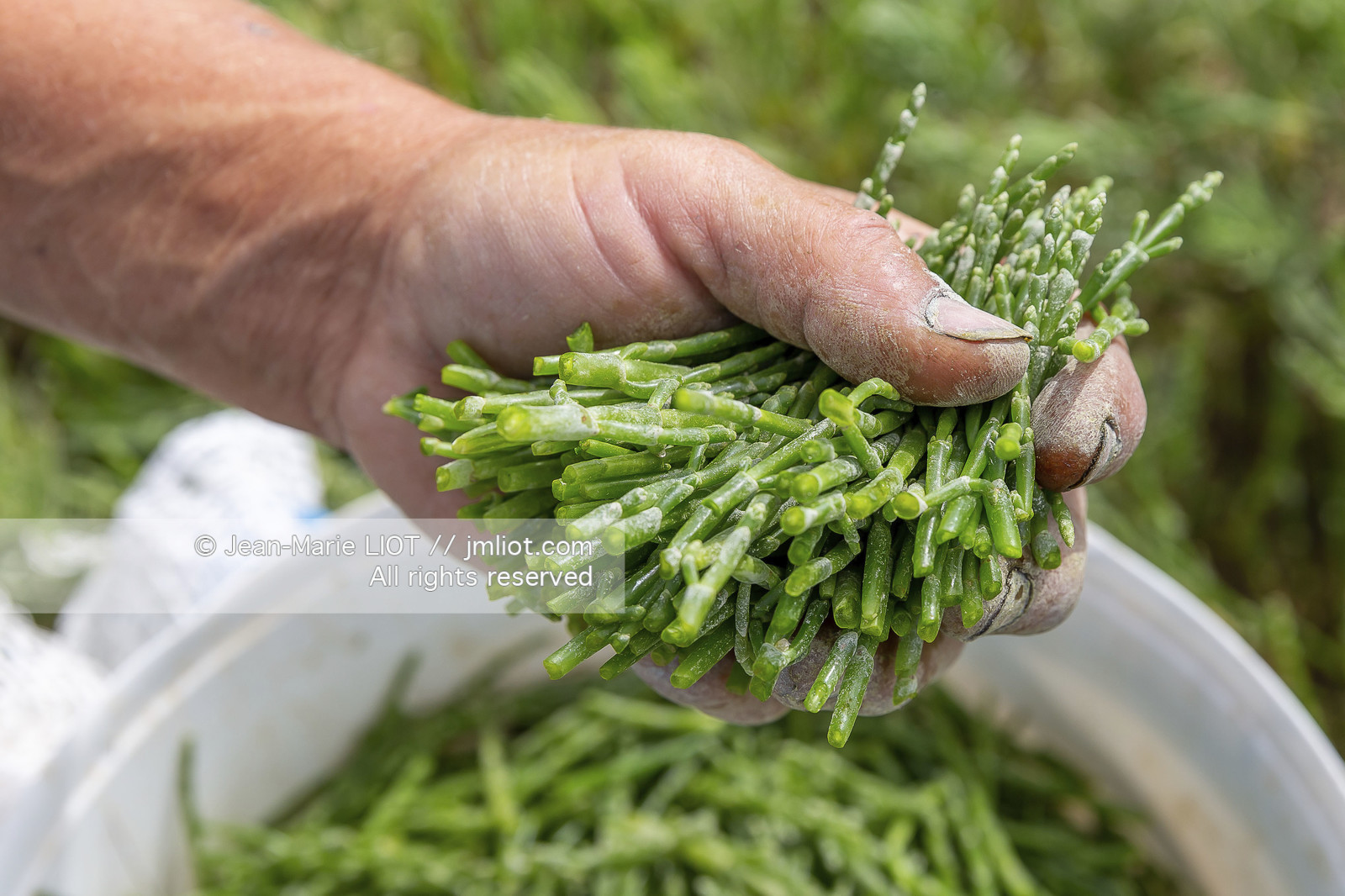 BAIE DE SOMME - 2020