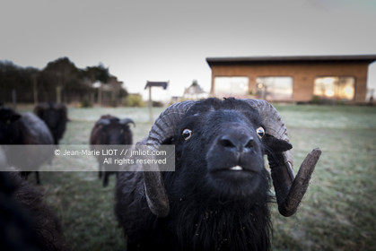 ERIC PERON - WILD LIFE