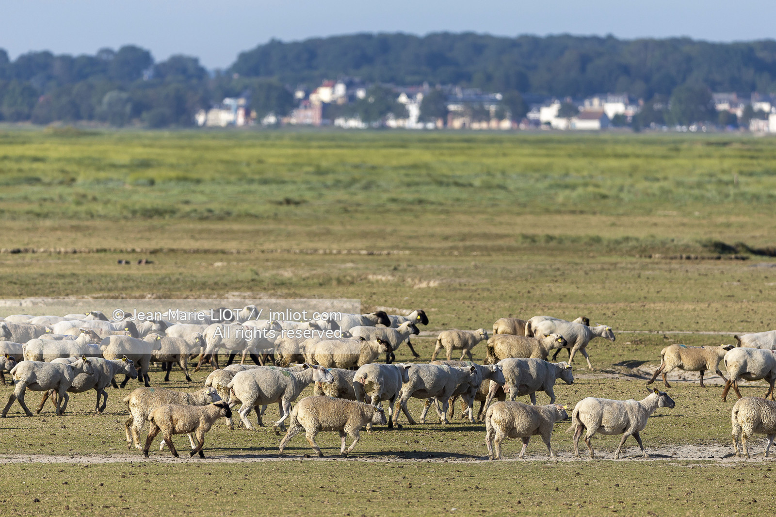 BAIE DE SOMME - 2020