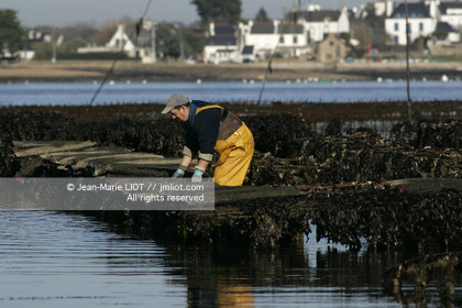 Ostreiculture dans les parcs à huitres du Golfe de Neptune. .photo © JEAN-MARIE LIOT.