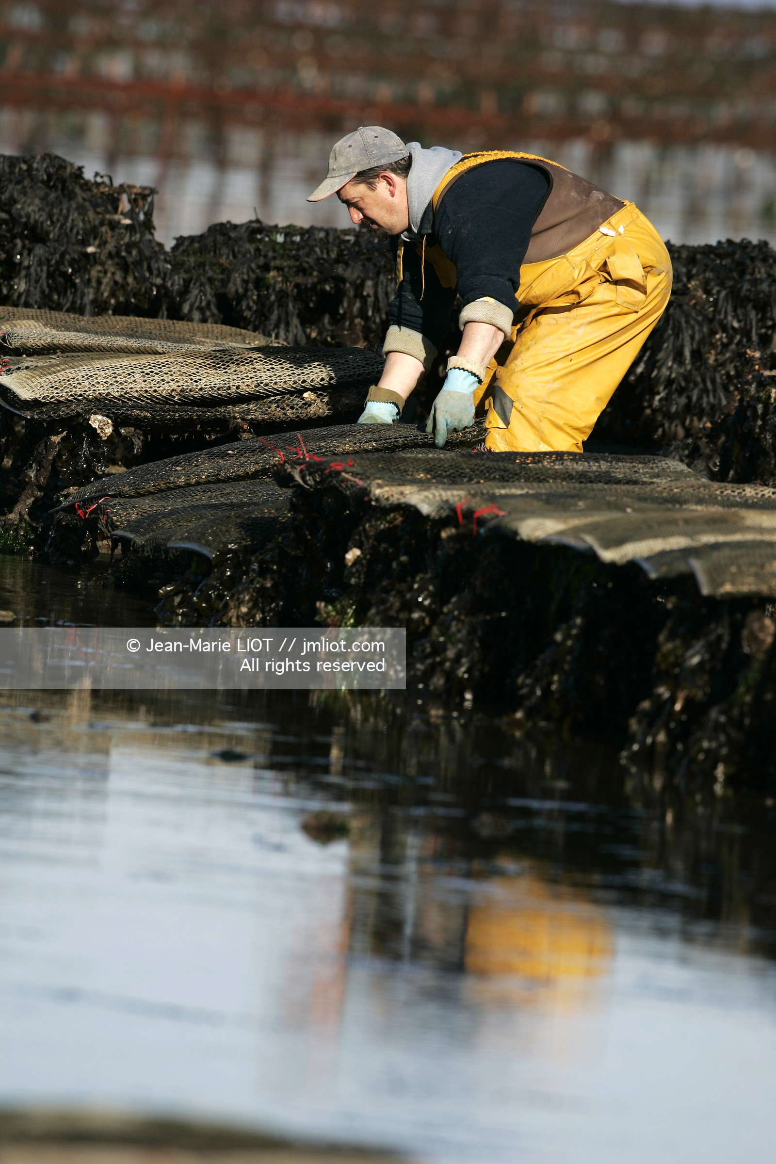 Ostreiculture dans les parcs à huitres du Golfe de Neptune. .photo © JEAN-MARIE LIOT.