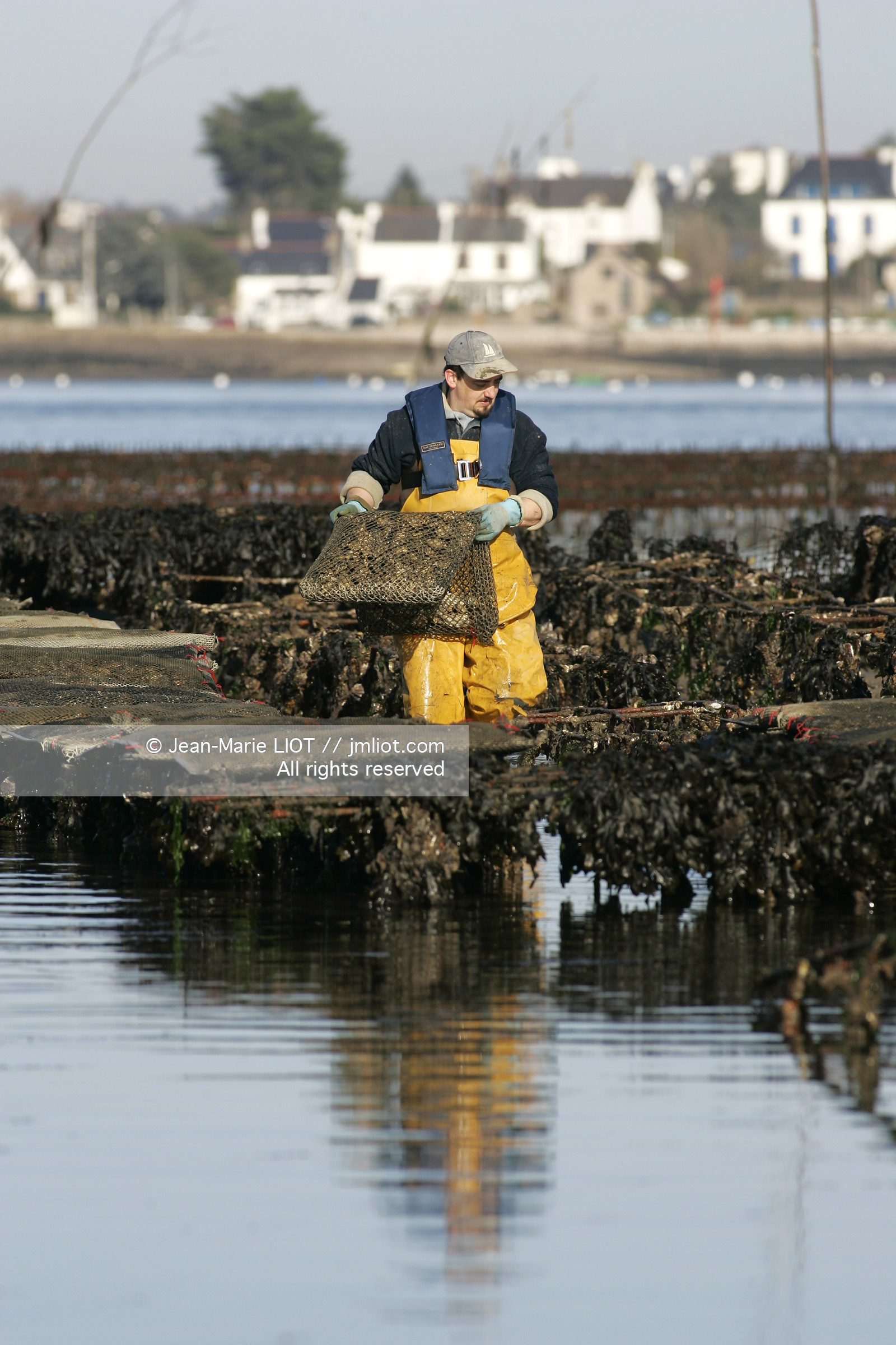 Ostreiculture dans les parcs à huitres du Golfe de Neptune. .photo © JEAN-MARIE LIOT.