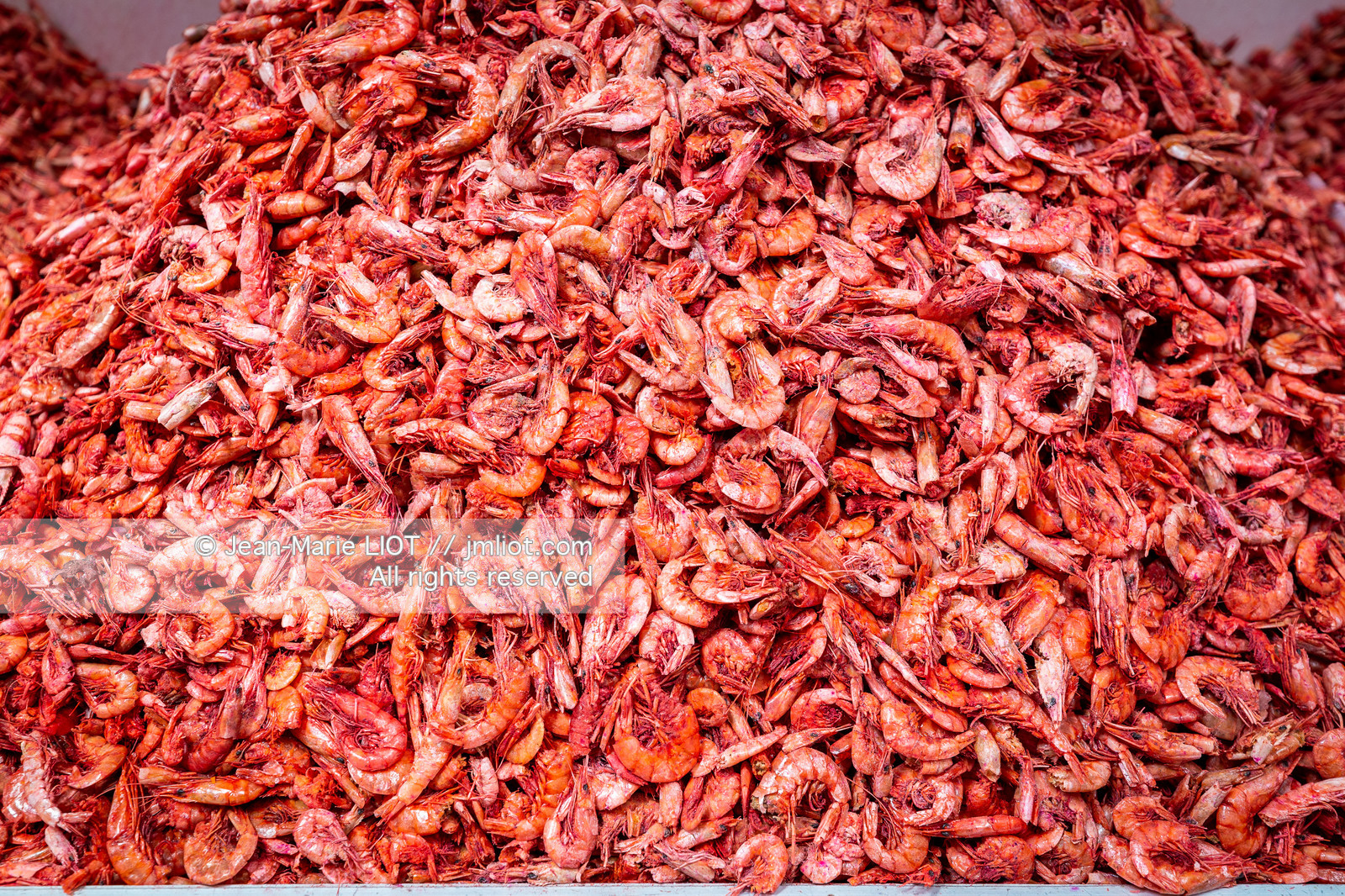 SALVADOR DE BAHIA-FOIRE DE SAO JOAQUIM