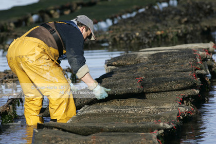Ostreiculture dans les parcs à huitres du Golfe de Neptune. .photo © JEAN-MARIE LIOT.