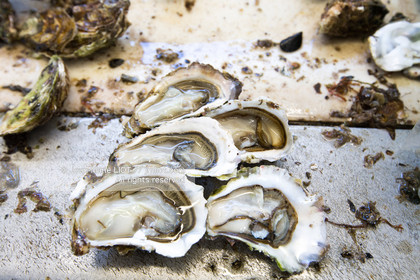 VOILES ET VOILIERS 2016 - LES FORTS DE CHARENTE, BAIE DE LA ROCHELLE EN BIHAN 650