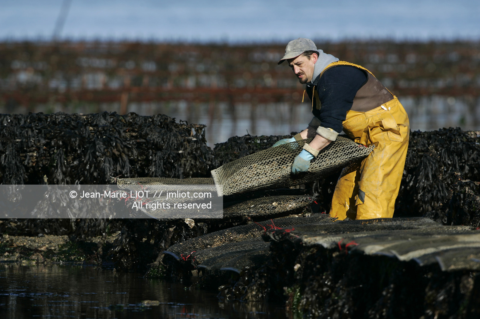 Ostreiculture dans les parcs à huitres du Golfe de Neptune. .photo © JEAN-MARIE LIOT.