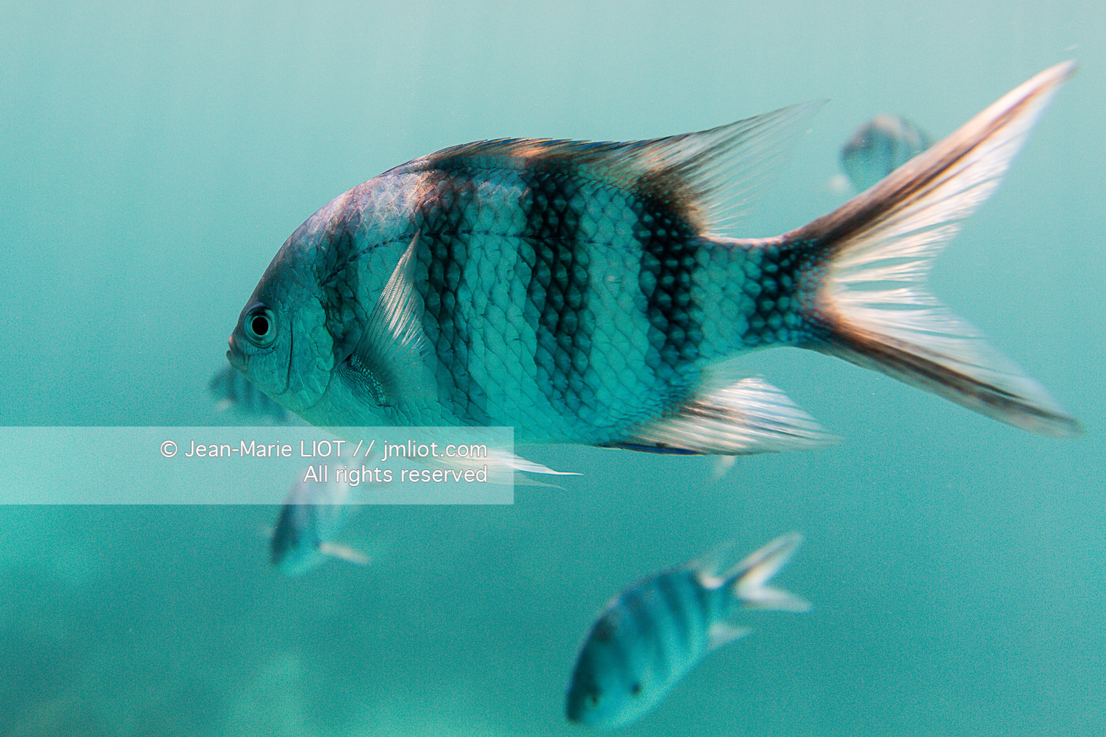 CROISIERE AUX ILES SEYCHELLES