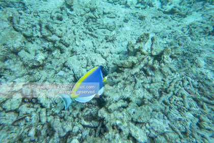 CROISIERE AUX ILES SEYCHELLES