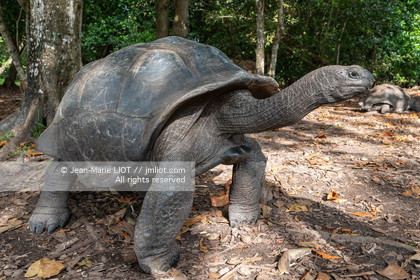 CROISIERE AUX ILES SEYCHELLES