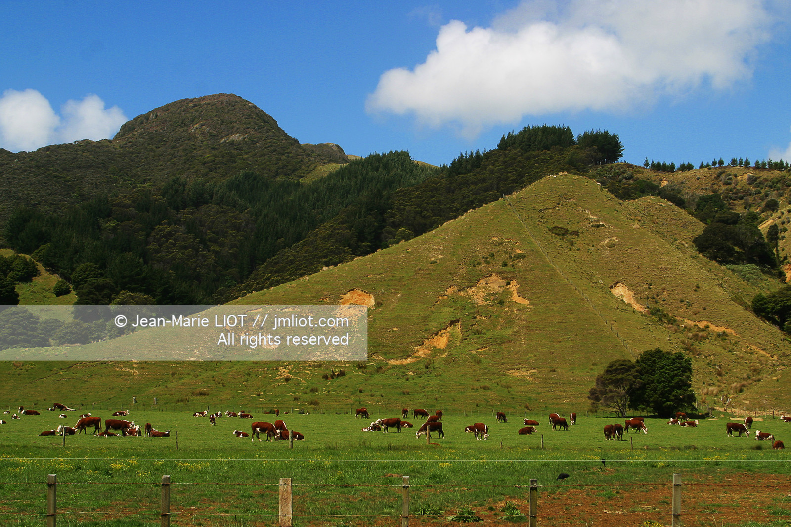 NOUVELLE ZELANDE - COROMANDEL