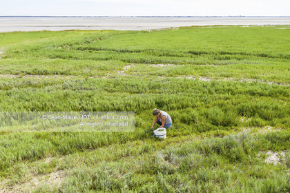 BAIE DE SOMME - 2020