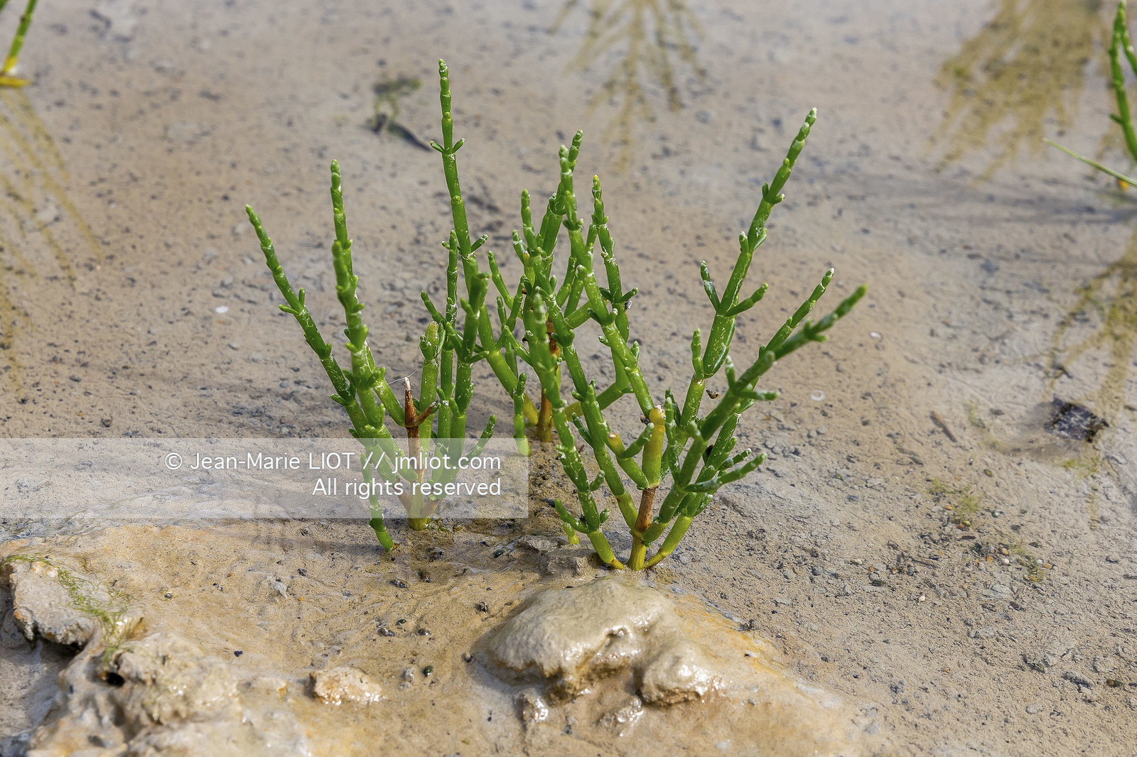 BAIE DE SOMME - 2020