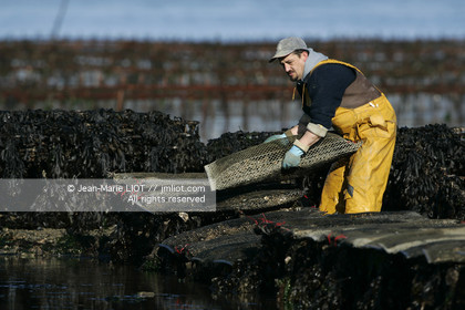 Ostreiculture dans les parcs à huitres du Golfe de Neptune. .photo © JEAN-MARIE LIOT.