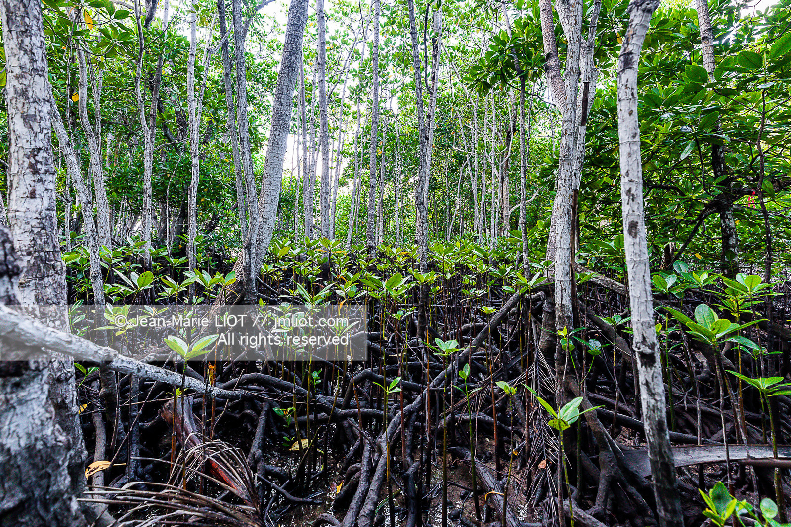 CROISIERE AUX ILES SEYCHELLES