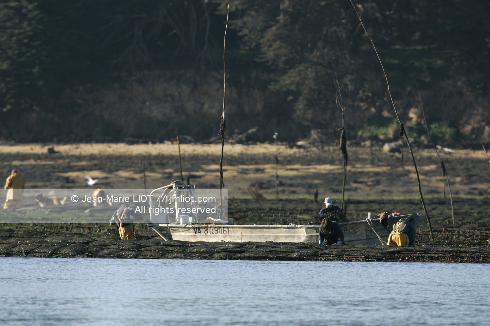 Ostreiculture dans les parcs à huitres du Golfe de Neptune. .photo © JEAN-MARIE LIOT.