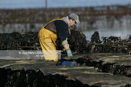 Ostreiculture dans les parcs à huitres du Golfe de Neptune. .photo © JEAN-MARIE LIOT.