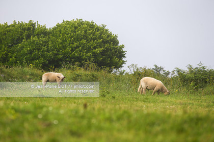 VOIILES ET VOILIERS - ILES OUBLIEES - ILE DE MOLENE