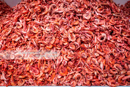 SALVADOR DE BAHIA-FOIRE DE SAO JOAQUIM