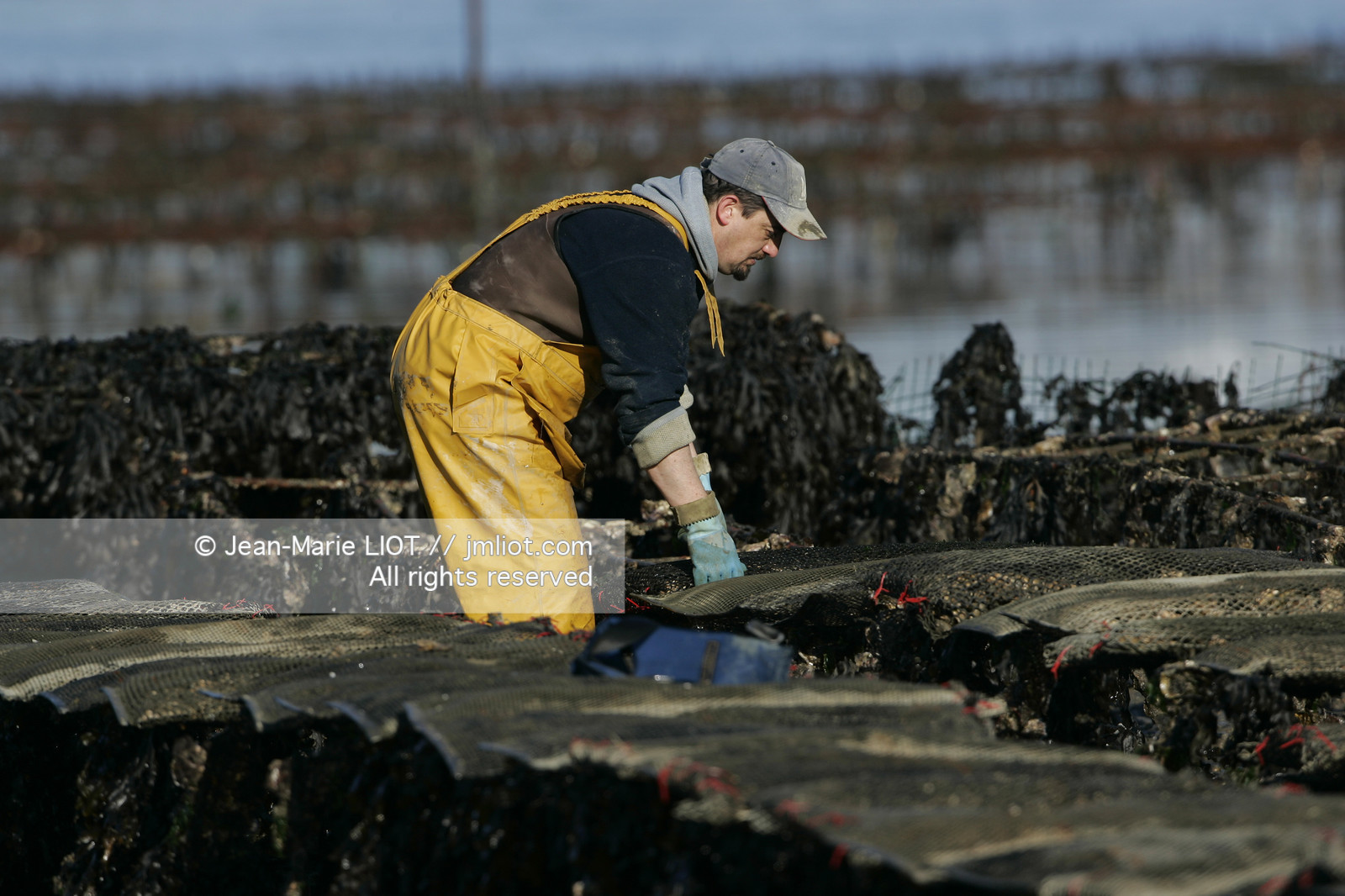 Ostreiculture dans les parcs à huitres du Golfe de Neptune. .photo © JEAN-MARIE LIOT.