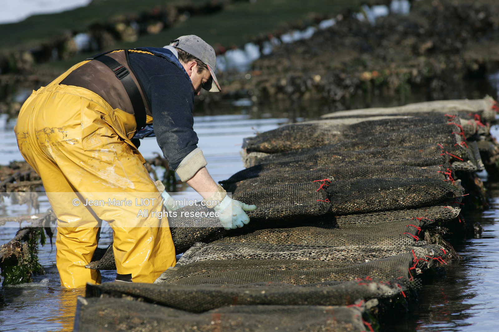Ostreiculture dans les parcs à huitres du Golfe de Neptune. .photo © JEAN-MARIE LIOT.