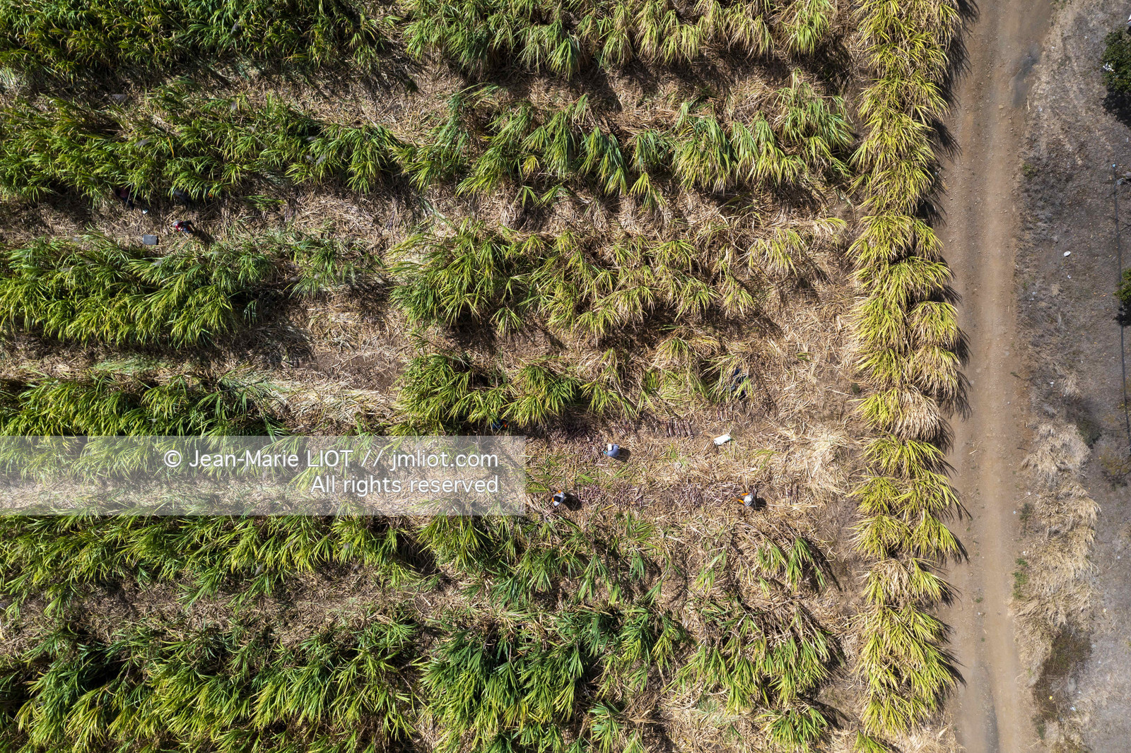 GLOBE40 - ILE MAURICE