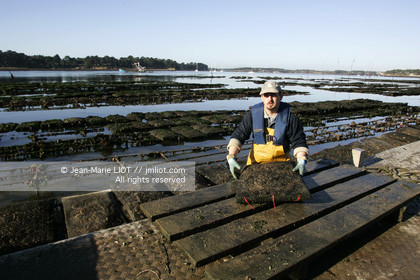 Ostreiculture dans les parcs à huitres du Golfe de Neptune. .photo © JEAN-MARIE LIOT.